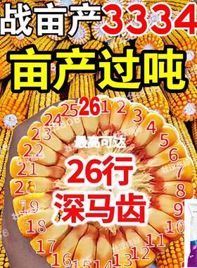 双胞胎玉米种子大全高产大棒紫杆紫根抗倒伏抗旱双棒农科院苞米种