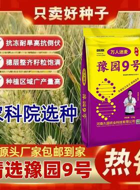 国审原装正品山农1695高产矮杆抗倒稳产分蘖强新种优质小麦种子