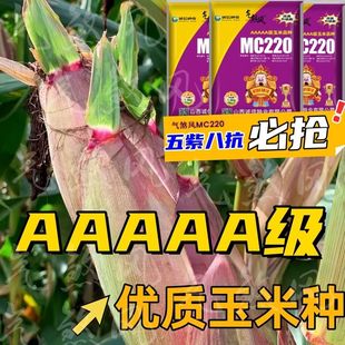 国审玉米种子正宗优质原装高产矮杆大双棒红轴抗旱涝抗倒伏抗病虫