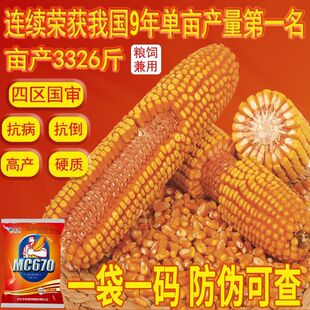 玉米种子大全四区国审高产抗倒伏矮杆抗病抗旱涝批发双胞胎MC670