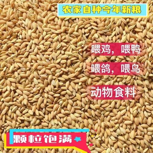 带壳水稻谷饲料50斤喂鸡鸭鹅鸽子