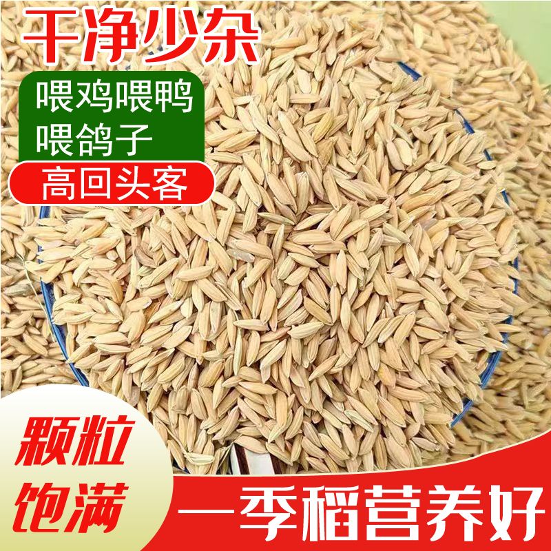 带壳水稻谷饲料50斤喂鸡鸭鹅鸽子