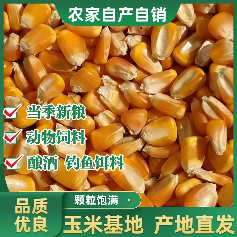 玉米粒东北原产地养殖户专用饲料