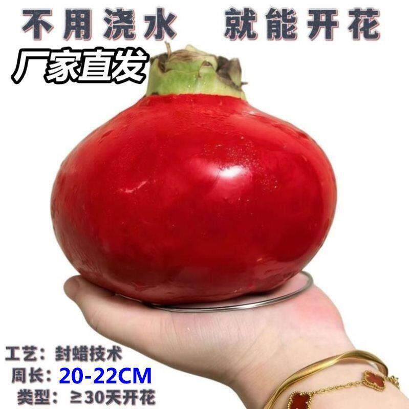 朱顶红蜡球好运封冬礼品开花蜡球客厅办公创意植物年宵花卉
