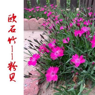 欧石竹穴盘苗花苗彩虹石竹初吻杂交庭院花卉白花康乃馨四季开花