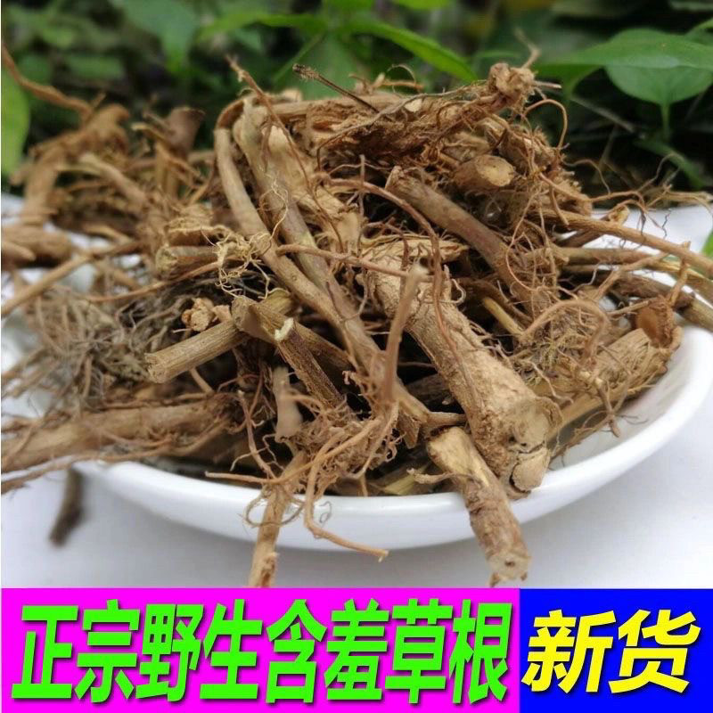 云南野生含羞草根含羞草根含羞草根含羞草根含羞草根含羞草根
