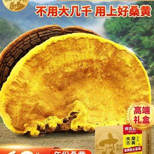 年份桑黄 西藏直发野生桑黄共500g西藏央吉莫拉正品 非灵芝