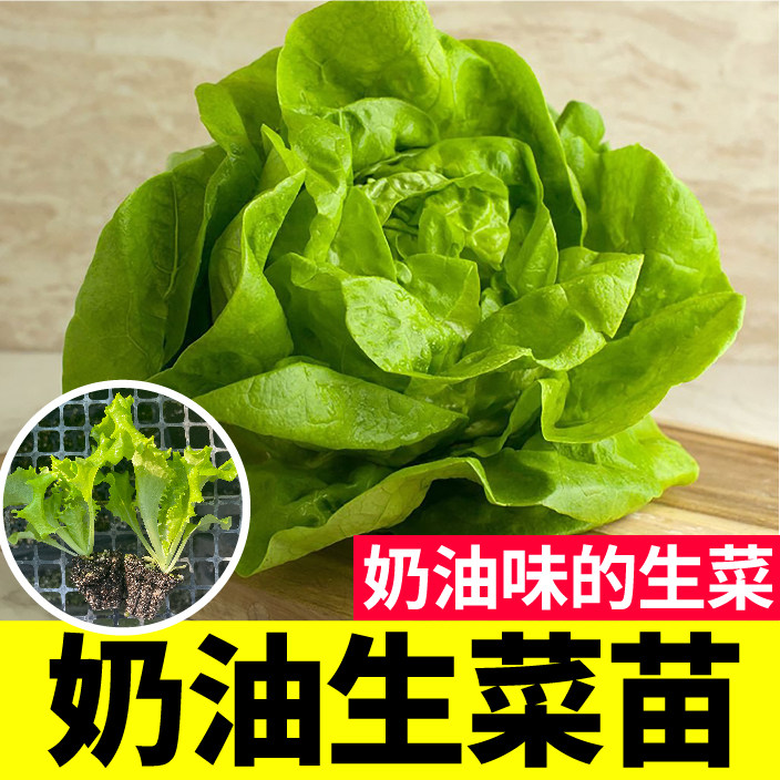 奶油生菜秧苗脆嫩四季盆栽阳台各种生菜种子蔬菜大速红皱直立结球