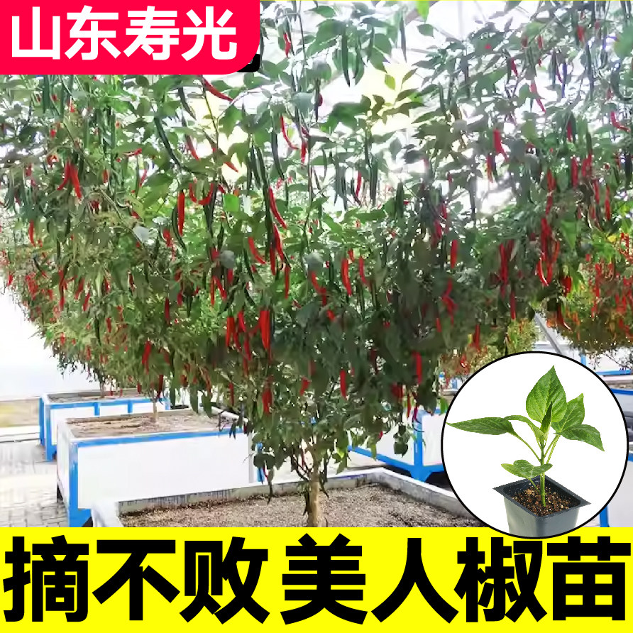 不败美人椒家哲带土球四季种植