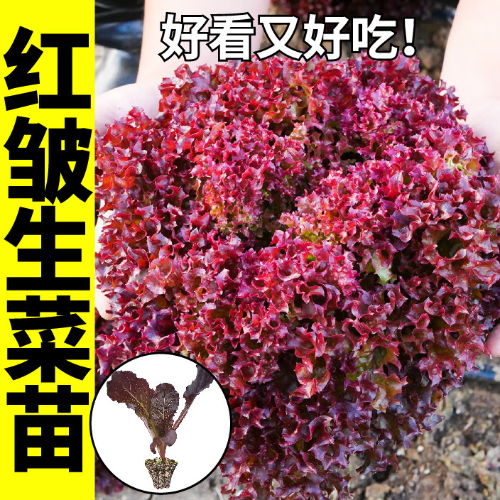 寿光红紫皱生菜秧苗幼苗四季春秋脆嫩紫罗莎大速罗马生菜种子盆栽