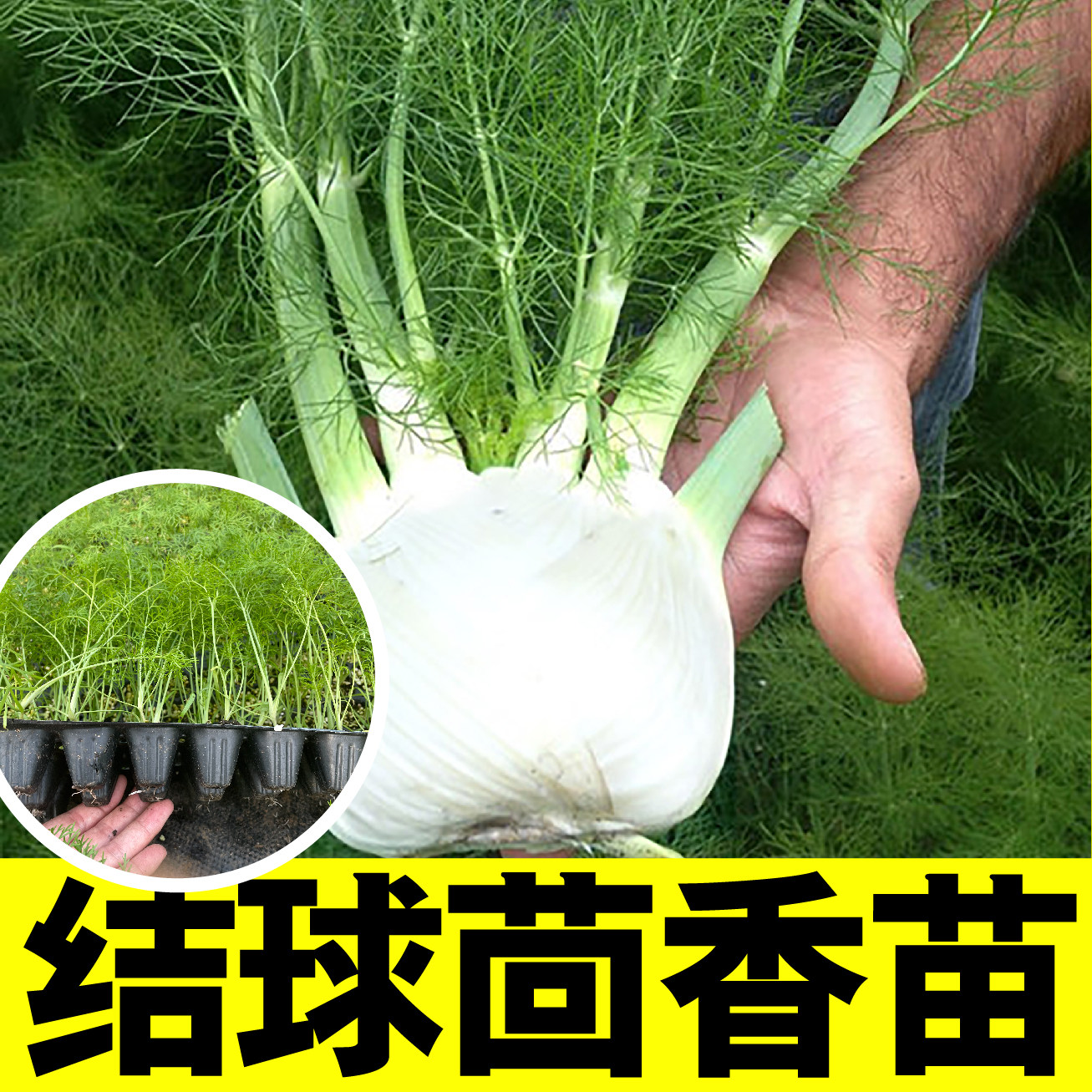 结球茴香苗秧带土球割茬茴香种子