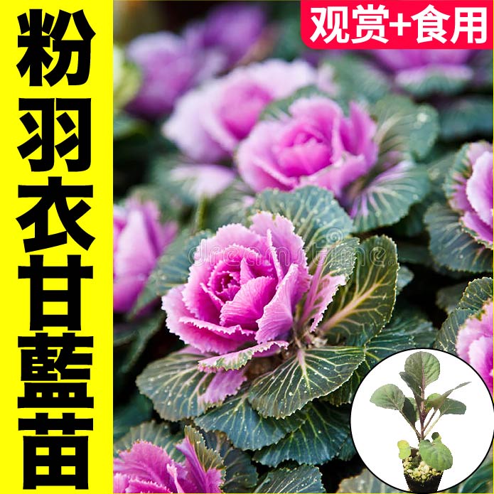 家哲四季带土球盆栽观赏