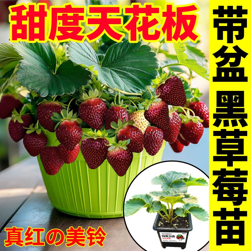 黑珍珠草莓盆栽真红美铃草莓黑白红草莓原盆大苗庭院种植阳台盆栽