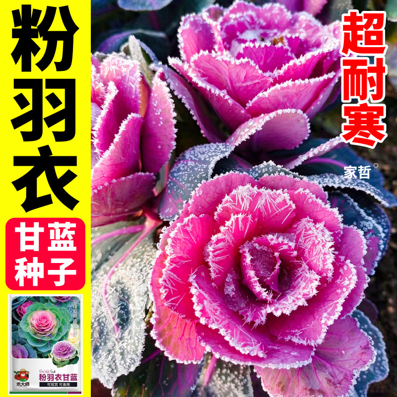 粉羽衣甘蓝种子南北方种植耐热耐寒观赏植物食用绿紫羽衣甘蓝种子
