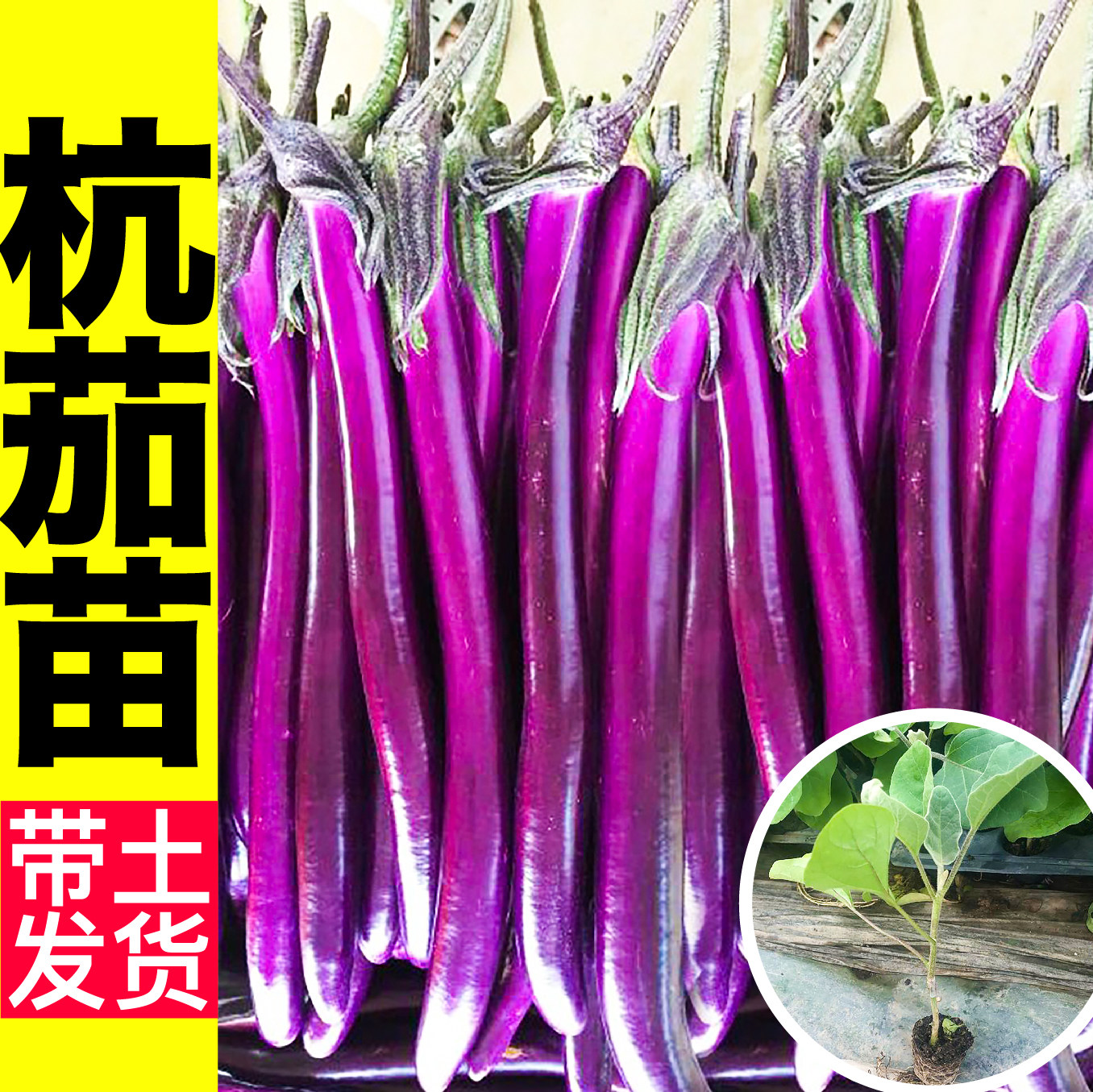 杭茄一号苗秧皮薄紫长线茄种子