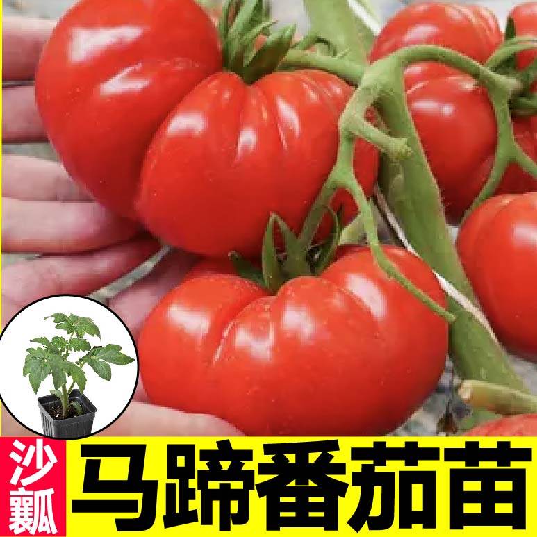 马蹄番茄苗四季种植阳台盆栽