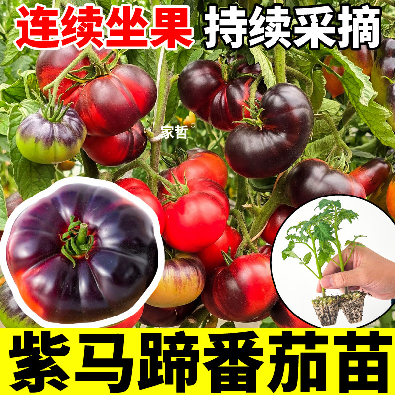 番茄紫马蹄西红柿种子苗秧四季种植红马蹄黄马蹄红千禧脆甜沙瓤柿