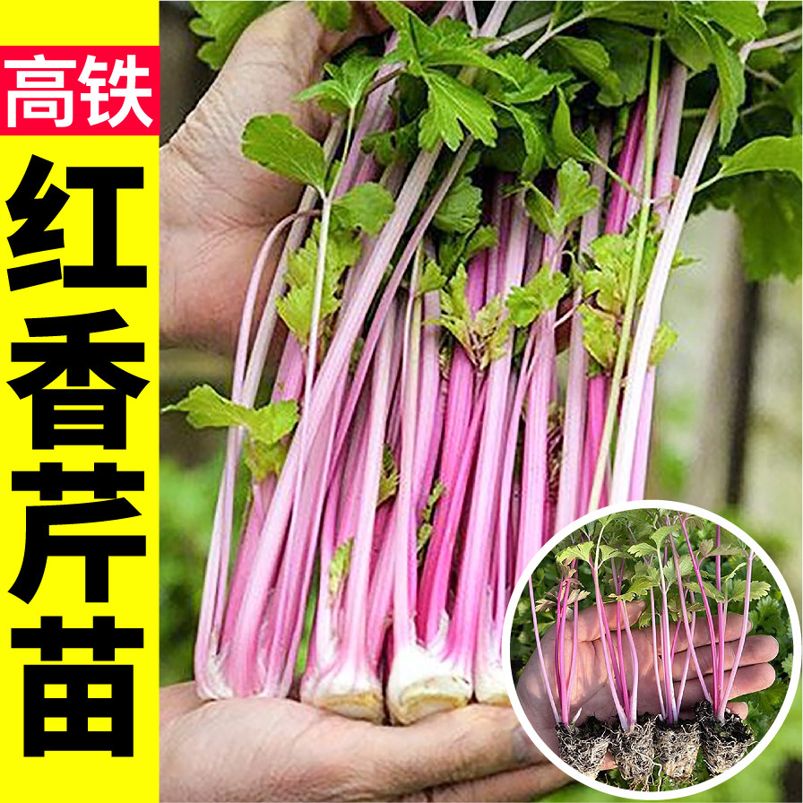 荷兰红香芹苗秧高铁芹菜种子