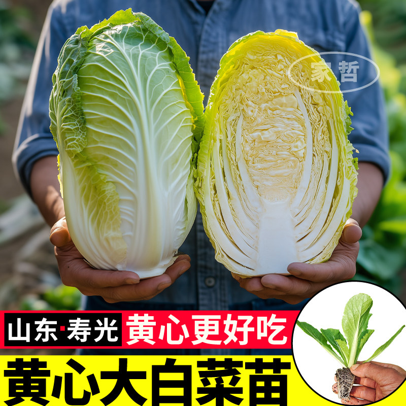 山东寿光黄心大白菜苗秧四季抗病娃娃菜黄芯大白菜种子盆栽地栽苗