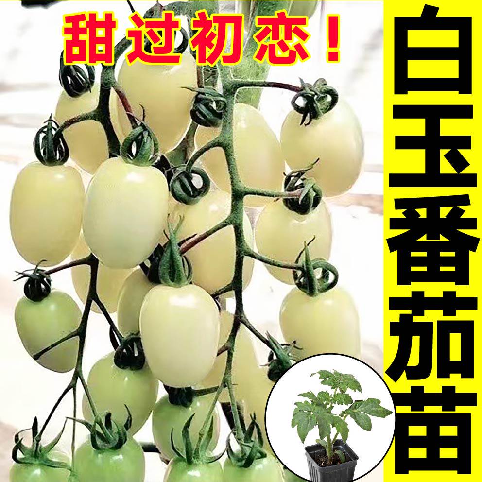 白玉圣女果四季盆栽带土球