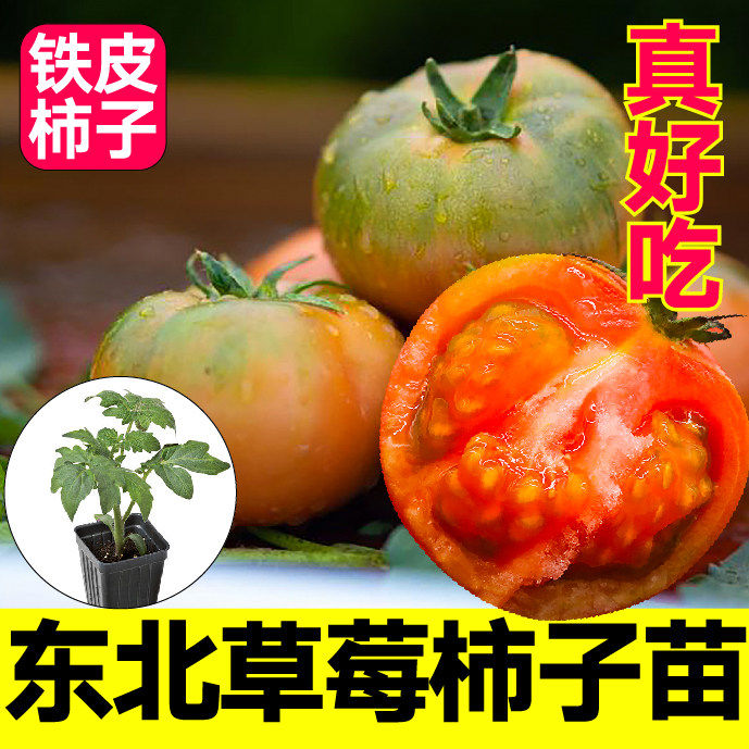 东北柿子苗家哲好吃四季盆栽