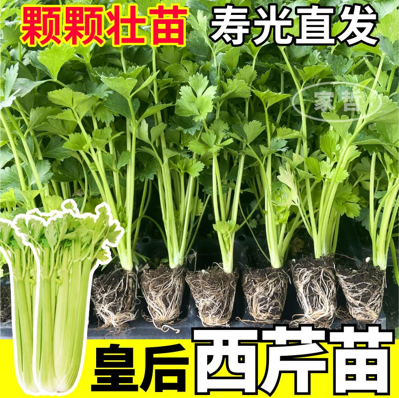 山东寿光皇后大西芹苗秧芹香浓郁小香芹红香芹苗庭院盆栽四季高产