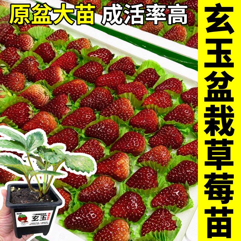 玄玉草莓大苗黑草莓苗秧红颜章姬真红美铃草莓苗新手种植四季耐寒