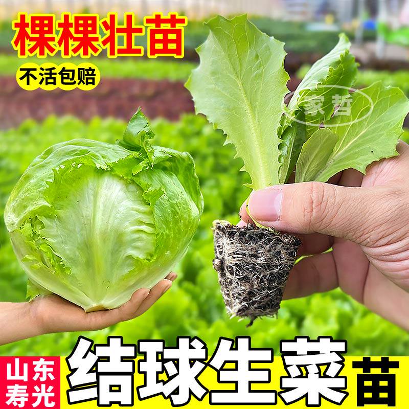 山东寿光带土结球生菜苗秧四季播种阳台盆栽速生直立生菜秧苗