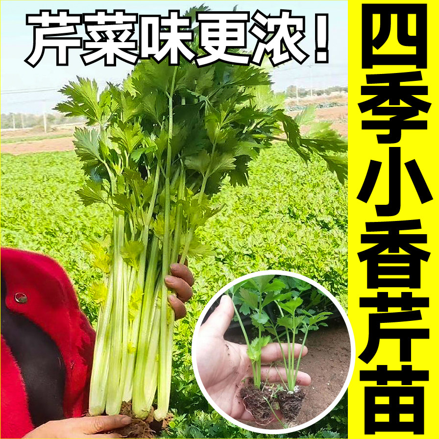 四季小香芹春秋速生芹菜带土