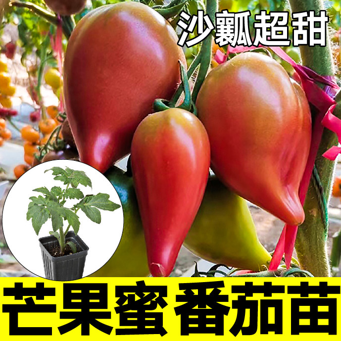 芒果蜜番茄苗秧沙瓤西红柿种子籽