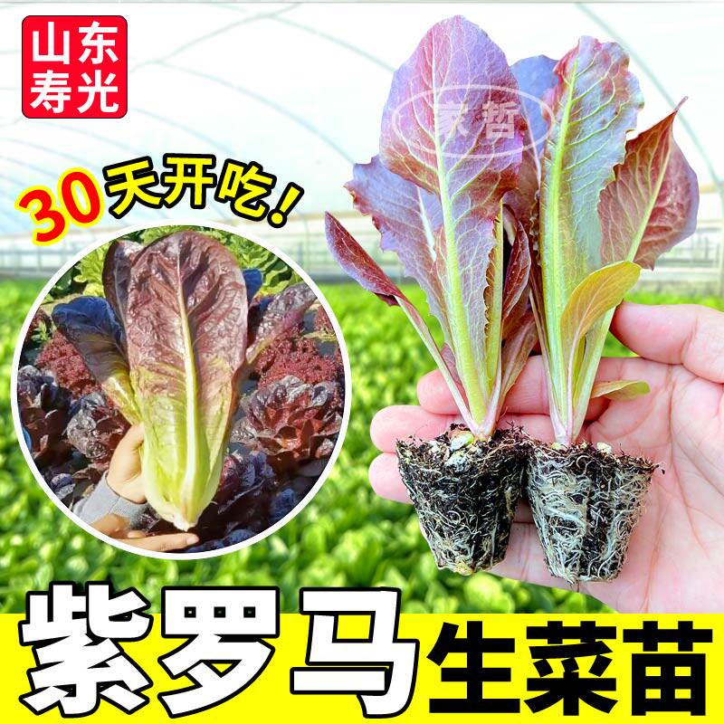 紫罗马生菜苗秧四季盆栽高产甜脆奶油大速红皱生菜种子阳台庭院
