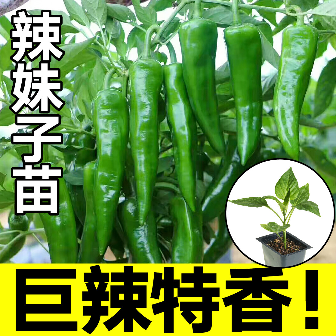 巨辣辣妹子苗秧带土球青尖椒种子