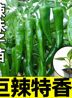 巨辣辣妹子苗秧带土球青尖椒种子
