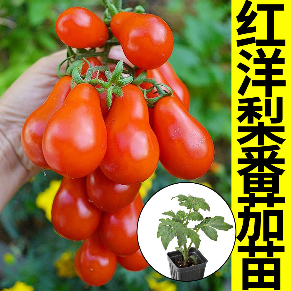 红洋梨番茄苗秧黄樱桃西红柿种子