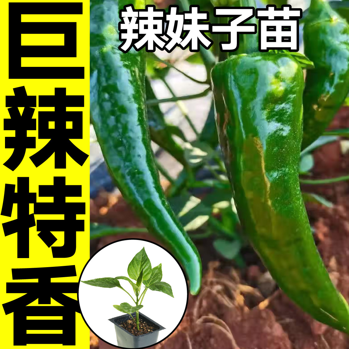 特辣辣妹子苗秧带土球辣椒种子籽