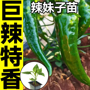 山东寿光特辣超辣妹子秧苗线椒青椒螺丝椒甜椒尖椒种子籽盆栽蔬菜