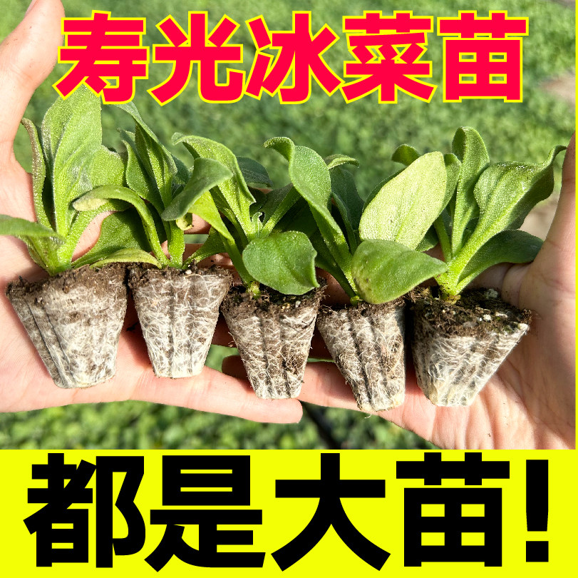 大叶冰草家哲大苗带土球四季