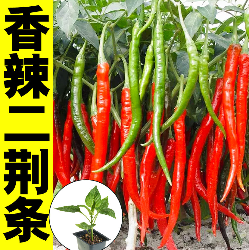 香辣二荆条苗秧早熟青红辣椒种子