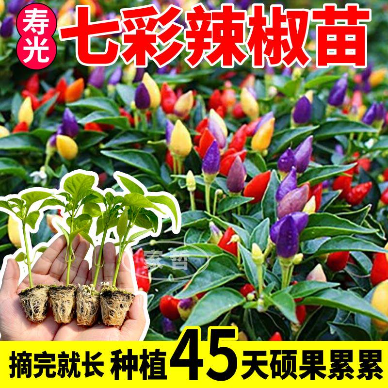 辣椒秧苗四季播阳台盆栽高产