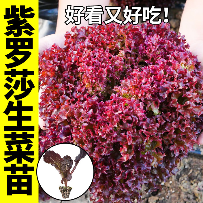 寿光紫罗莎生菜秧苗带土球直立意大利罗马生菜速生结球种子籽盆栽