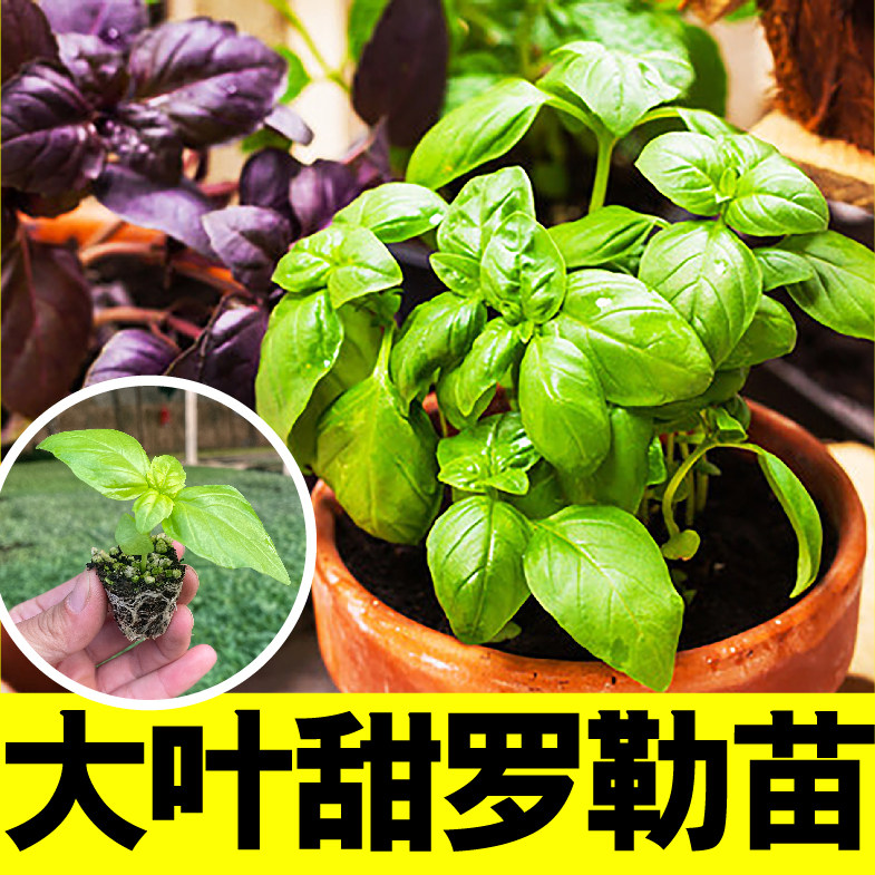 大叶甜罗勒苗秧香草九层塔种子籽