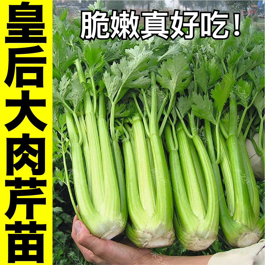 皇后西芹苗秧四季香芹种子盆栽籽