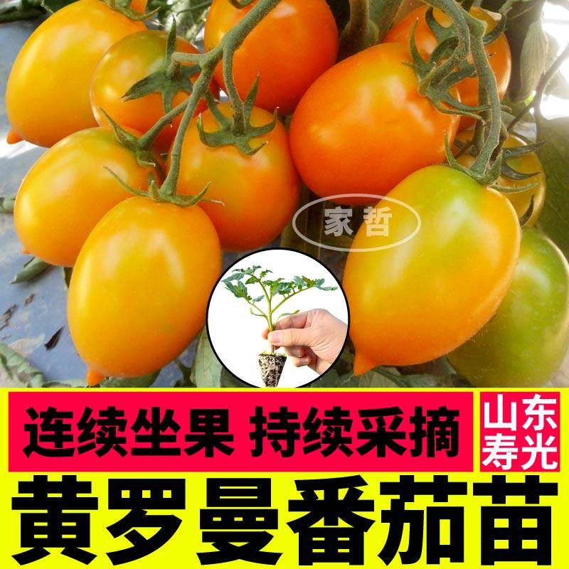 沙瓤黄罗曼番茄苗四季高产