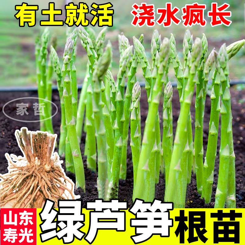 四季种植正宗芦笋苗根苗种苗庭院阳台盆栽室内外绿植蔬菜苗多年生