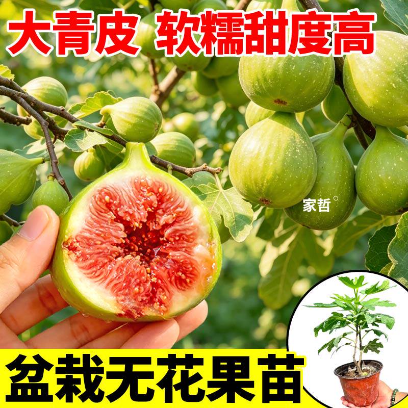 特大爆汁薄皮大青皮无花果果树苗