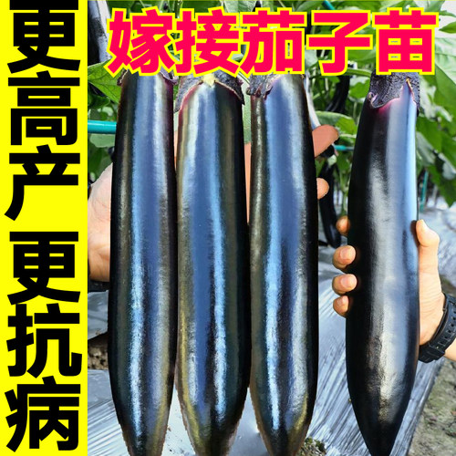 山东长茄子家哲嫁接长茄四季种植
