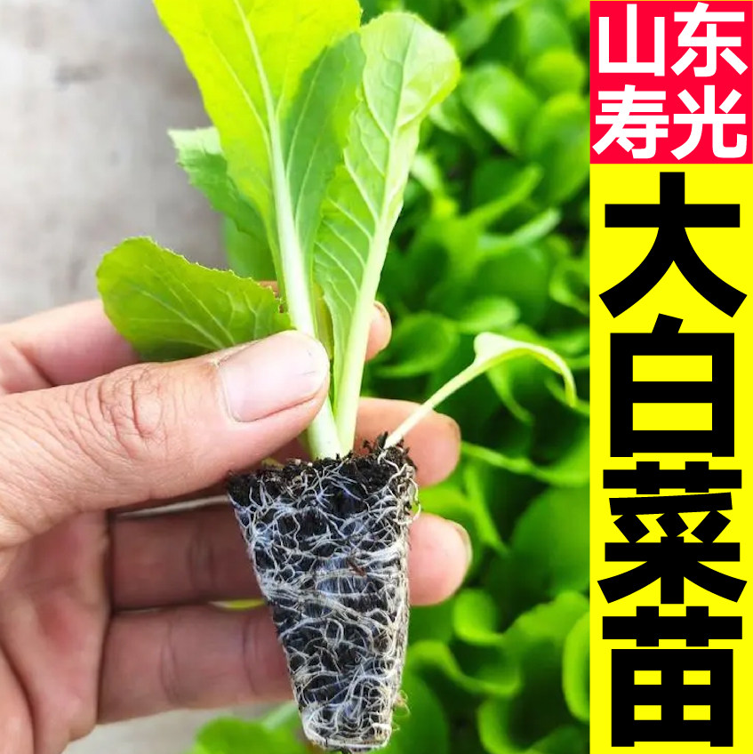 山东寿光黄心大白菜苗秧带土球春秋四季盆栽阳台蔬菜种子高产苗