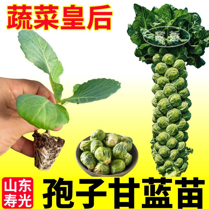 寿光耐寒迷你孢子甘蓝苗秧