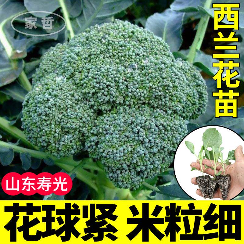山东寿光西兰花秧苗幼苗高产菜花白花菜紫晶花菜种子盆栽小院蔬菜