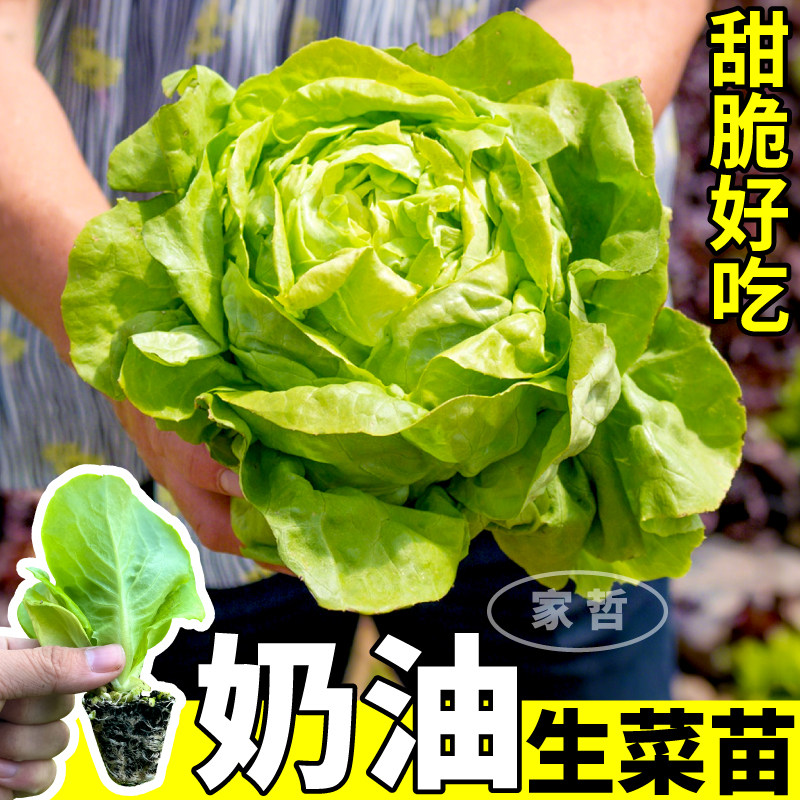 寿光奶油生菜苗秧高产脆嫩爽口油意大利生菜种子盆栽四季阳台庭院